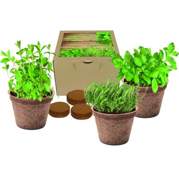 Kokos-Pflanz-Set Italienische Küche