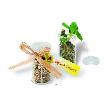 Mini-Glasshouse Zwergsonnenblume