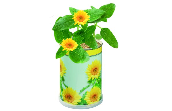 Blumendose Sonne Durchmesser  65 x 90 mm, Zwergsonnenblume