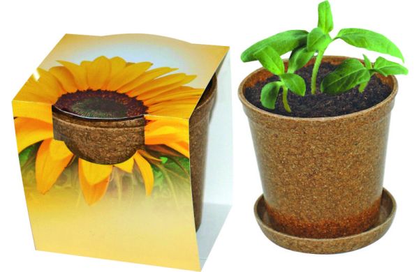 Easy Wachstums-Topf Sonne, Zwergsonnenblume