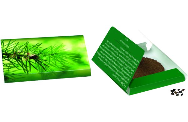 Fichten-Päckchen, Fichte