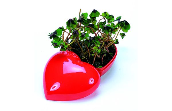 Glücksklee Herz, Glückskleezwiebelchen