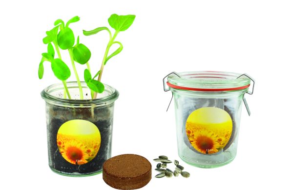 Gläschen Sonne, Zwergsonnenblume