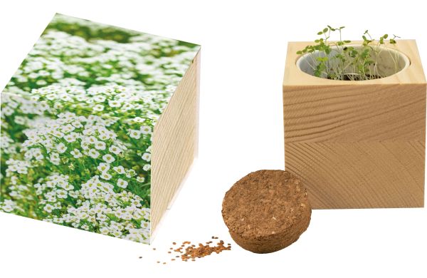 Großer Natur-Würfel Schneeteppich, Lobularia maritima