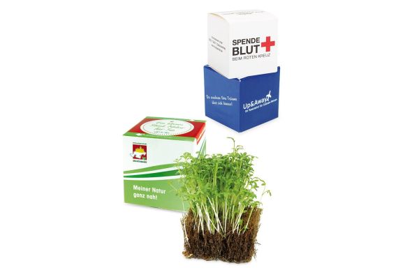 Kokos-Würfel mit Samen