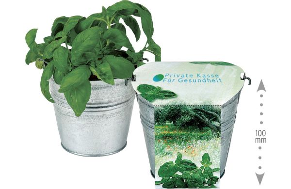 Maxi Kräuter-Eimer, Basilikum