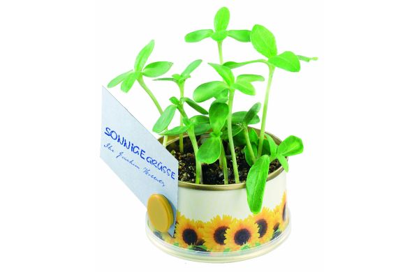 Minigarten Sonne mit Magnet, Durchmesser  73 x 38 mm, Zwergsonnenblu. 