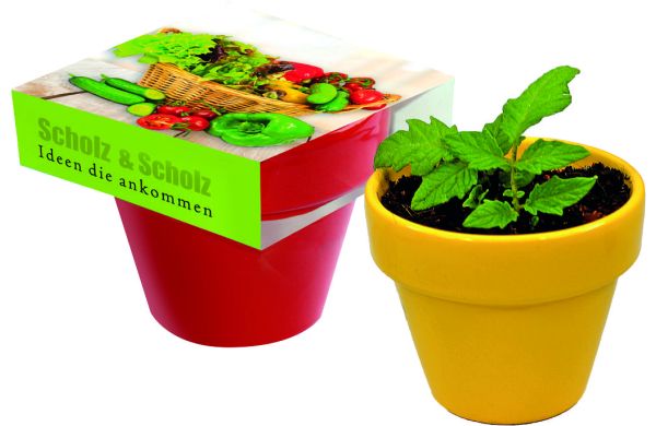 Naschgemüse Colour, Blattsalat-Mix