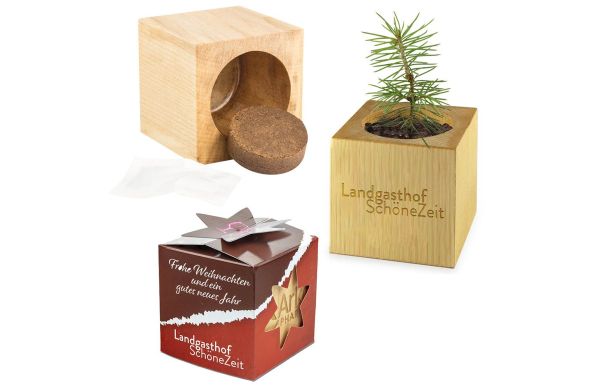 Pflanz-Holz Star-Box Xmas mit Fichtensamen, 1 Seite gelasert