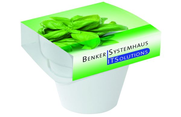 Tontopf Colour Basilikum, Basilikum