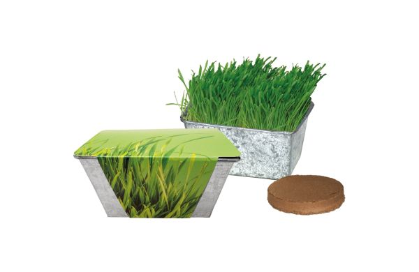 Wachstums-Kästchen Katzengras