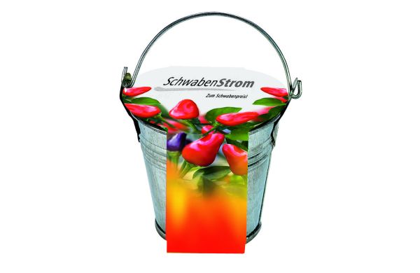 Zinkeimerchen Chili, Chili 