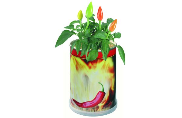 Blumendose Hot Durchmesser  65 x 90 mm, Chili