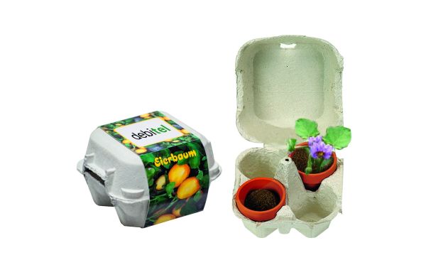 Eierbaum-Box, Eierbaumsamen     