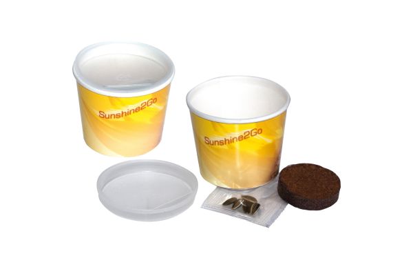 Sunshine 2Go, Zwergsonnenblume