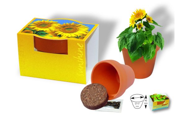 Tontöpfchen Sonne, Zwergsonnenblume 
