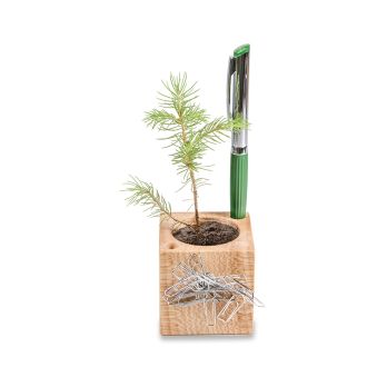 Pflanz-Holz Büro Star-Box mit Samen